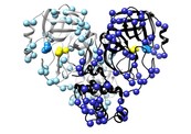 SARS-CoV-2 main protease dimer