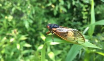 A cicada on a blade of grass