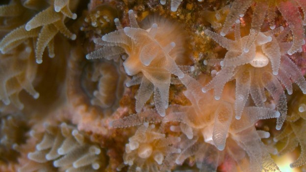 northern star coral