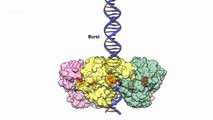 A visual model of a DNA motor
