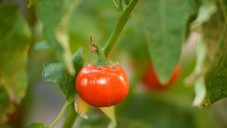 A ripe red tomato growing on the vine
