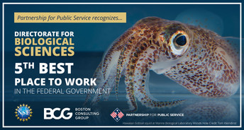 Image showing a bobtail squid with text overlay noting NSF's Directorate for Biological Sciences is 5th Best place to work in the federal government