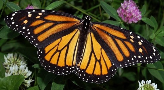 monarch butterfly
