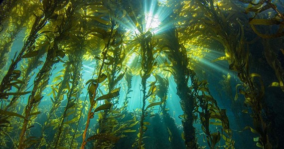 California kelp