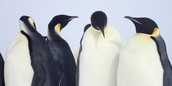 Emperor penguins