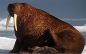 Walrus on ice