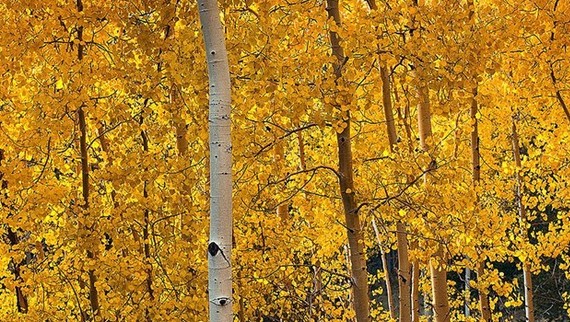 yellow tree leaves