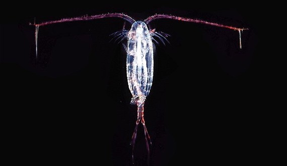 illustration of corepods