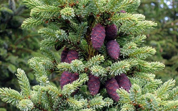black spruce