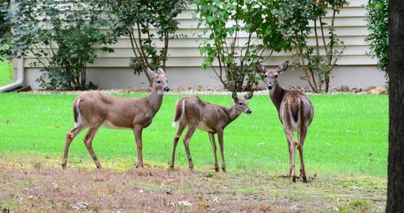 three deer