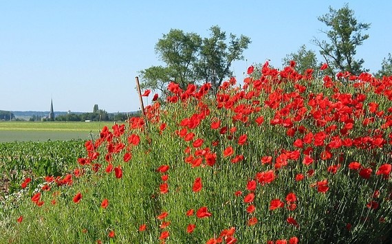 poppies