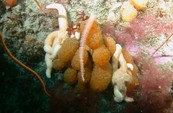 Sea Squirt