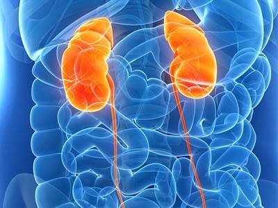 Kidneys