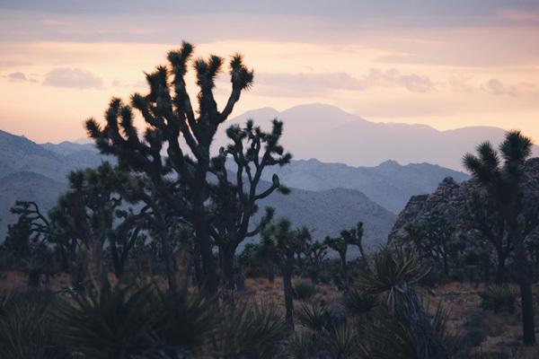 joshua tree