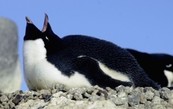 A black and white penguin lying on a rocky surface