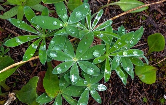 rainy plants