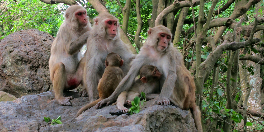 A group of macaques sitting on a rock grooming each other.