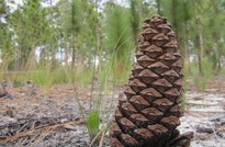 A pine cone on the ground.