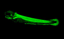 A green fluorescent protein lights up only in trunk muscle in a developing zebrafish embryo.