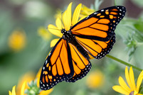 A monarch butterfly.