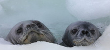 Seal Pup and Mother