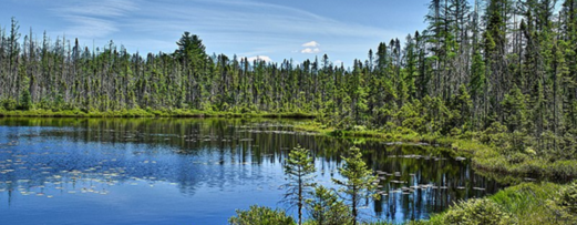 Boreal forests constitute one of the planet's largest nearly intact forested ecosystems