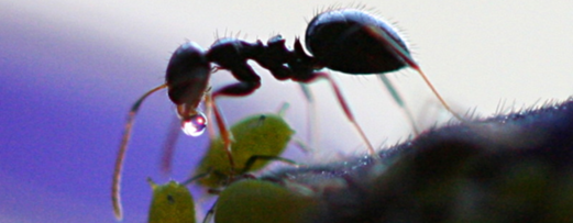 Invertebrates, such as ants, have an outsized influence on their environments