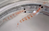 Krill in a petrie dish