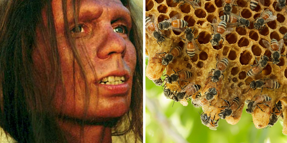 Split screen image showing a reconstructed Neanderthal model on the left and a bee hive with honey on the right