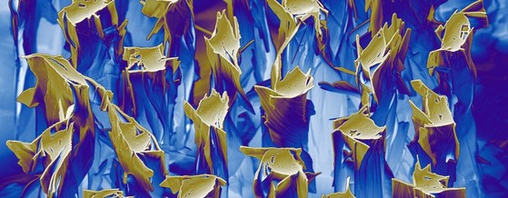 maglab banner