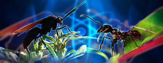 ants