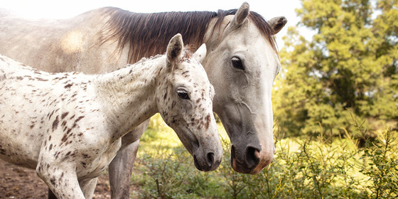 A white horse and her spotted foal. Credit Sacred Way Sanctuary