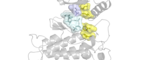 The FGFR kinase showing the locations of the gatekeeper residue in blue, hydrophobic spine in yellow, and ATP in cyan.