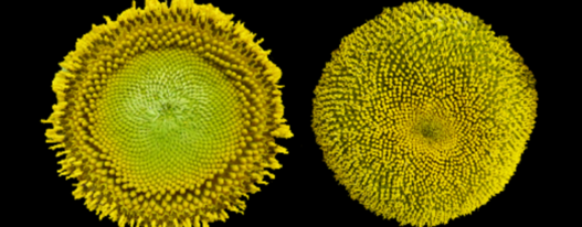 An internal circadian clock controls the opening of florets in concentric rings in sunflowers.