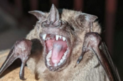 This Jamaican fruit bat, Artibeus jamaicensis, has a short jaw, like many noctilionoid fruit-eating bats. (Credit: Alexa Sadier)