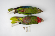 Scientists have pieced together the long history of two parrots, Cuban and Hispaniolan parrots. (Credit: Kristen Grace)