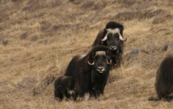 Muskoxen