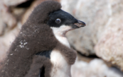 molting penguin