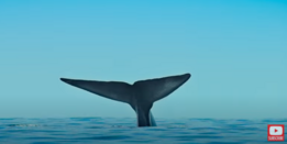 Whale tail