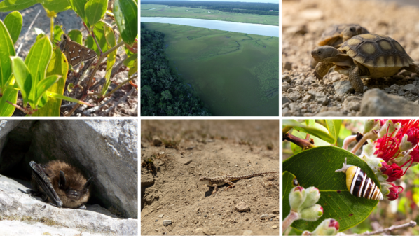 Composite image of species and ecosystems focused on in PACSP-funded projects