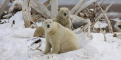 Polar Bears
