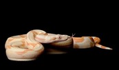 Healing snakes with supercomputers. 