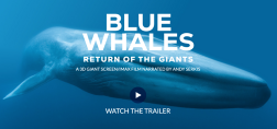 Blue Whales Movie Impage