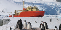 Research vessel with penguins in the foreground