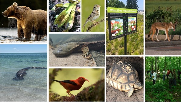 Collage of images of focal species of FY2024 PACSP awards