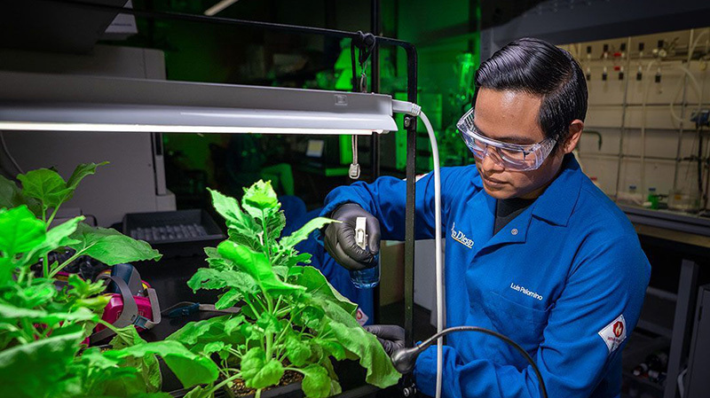 Luis Palomino sprays an antibacterial polymer coating onto leaves