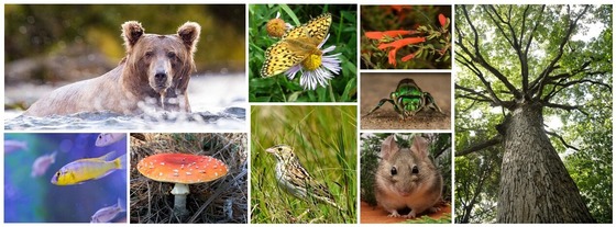 Genomic tools in diverse species