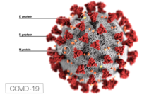 Model of the coronavirus 2019 (COVID-19)