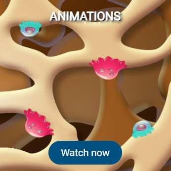 Watch animations at www.youandosteoporosis.com