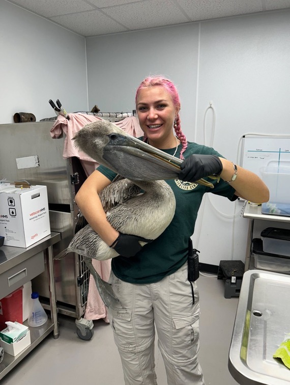 Pelican at Orange Beach Facility 2